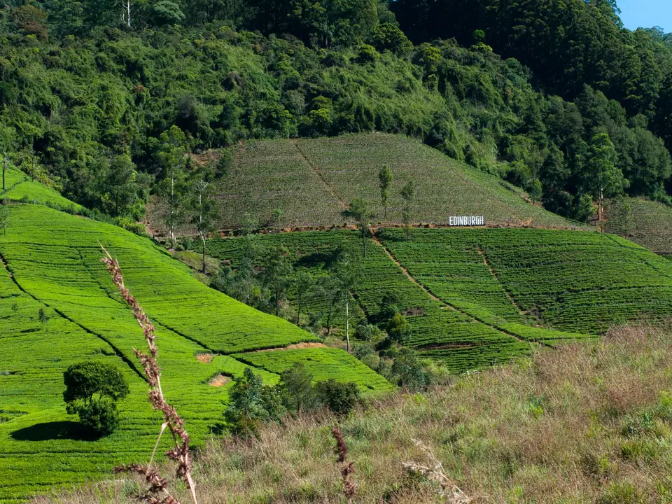 Terraced tea gardens on the green slopes of Nuwara Eliya