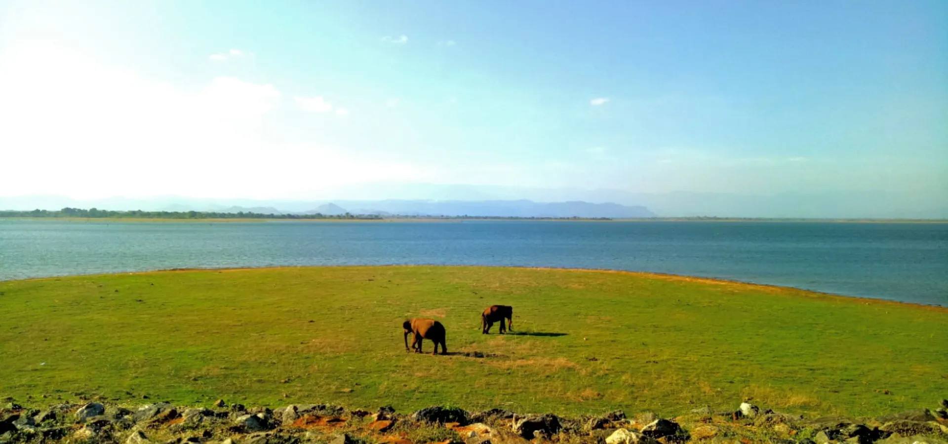 Elephants grazing on the open plains beside the Udawalawe reservoir