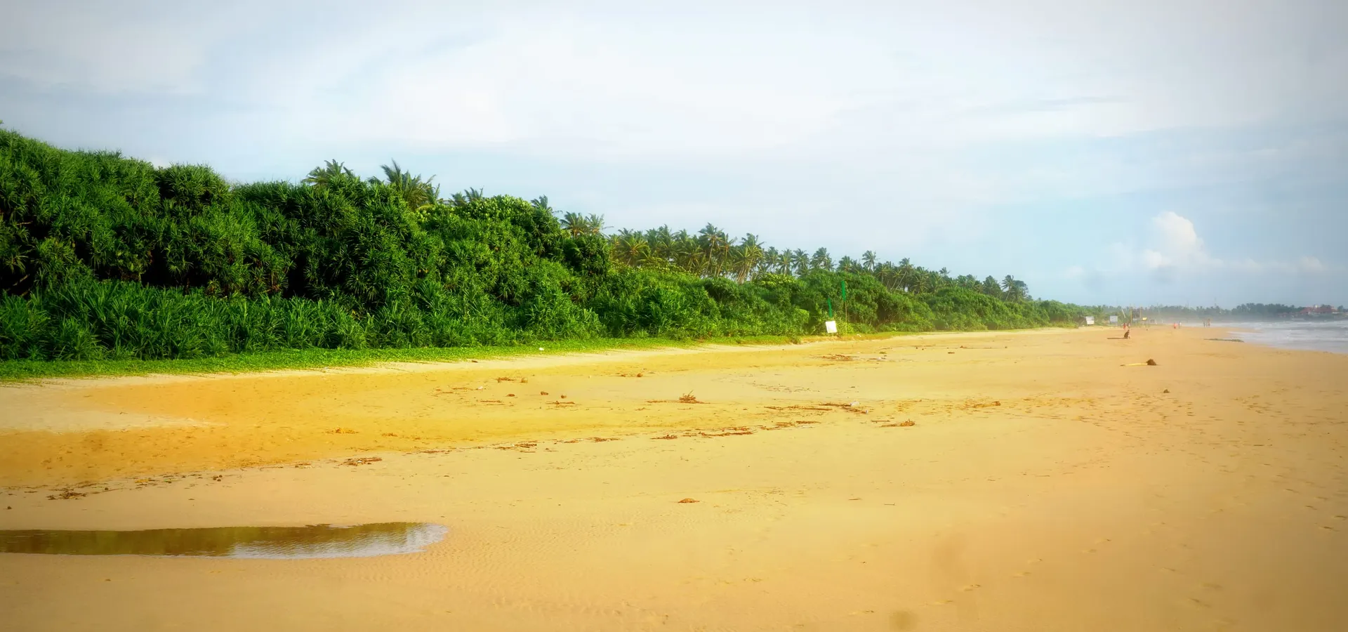 The long golden beach at Bentota backed by palms